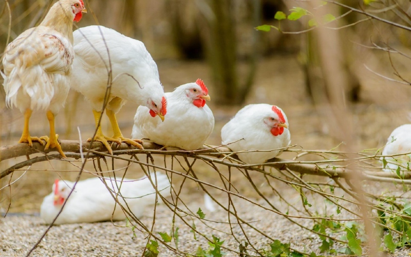 Giá gà hôm nay 30/08