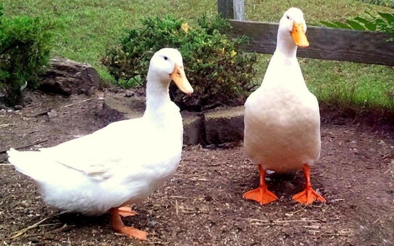 Giá vịt hôm nay 30/08