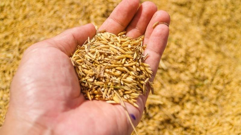 Giá lúa hôm nay 30/8