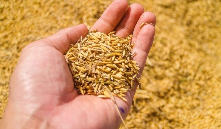 Giá lúa gạo hôm nay 30/8/2022: Vài giống nếp tăng từ 50-200 đồng/kg