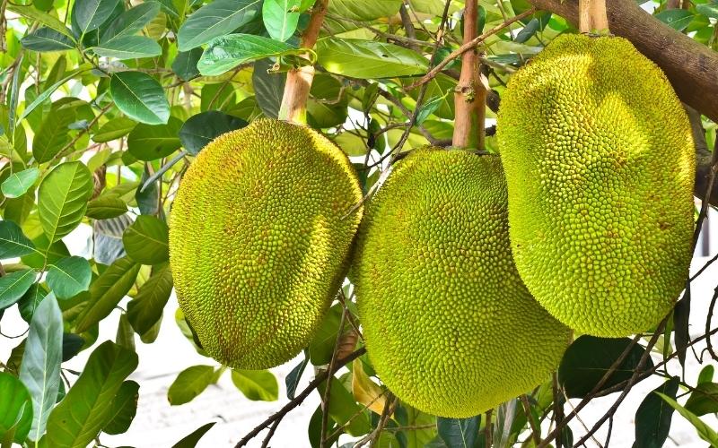 Giá mít Thái hôm nay 30/08/2022