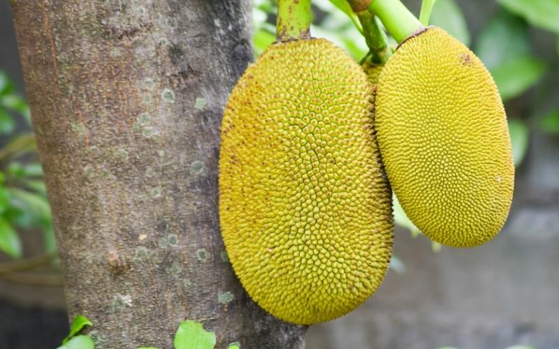 Giá mít Thái Tiền Giang có thể chạm mốc 30.000đ/kg