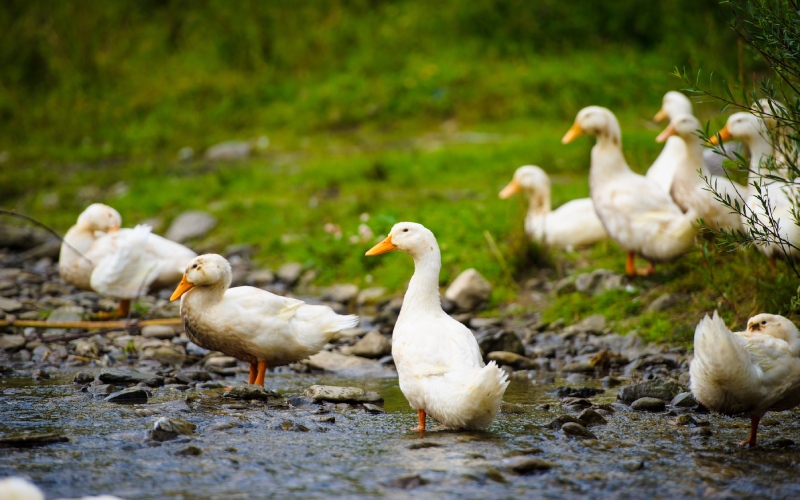 Giá vịt hôm nay 31/08 Giá vịt hôm nay 31/08