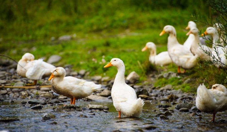 Giá gia cầm hôm nay 31/08/2022: Giá vịt Đắk Lắk giảm mạnh