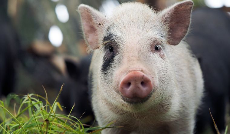 Giá heo hơi hôm nay 31/8/2022: Tăng - giảm trái chiều đến 10.000 đồng/kg.