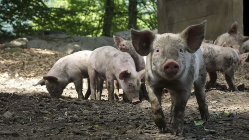 Giá heo hơi hôm nay 31/8 tại miền Bắc Giá heo hơi hôm nay 31/8 tại miền Bắc