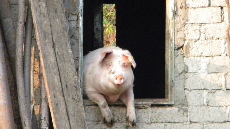 Giá heo hơi hôm nay 31/8 tại miền Trung, Tây Nguyên Giá heo hơi hôm nay 31/8 tại miền Trung, Tây Nguyên