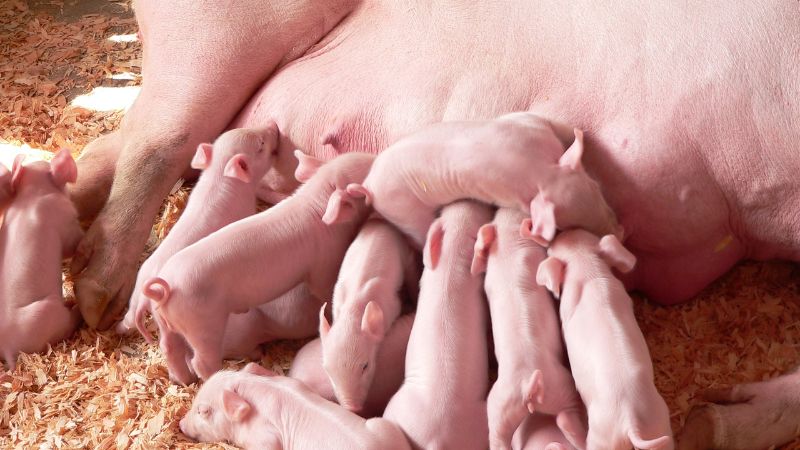 Giá heo hơi hôm nay 31/8 tại miền Nam Giá heo hơi hôm nay 31/8 tại miền Nam