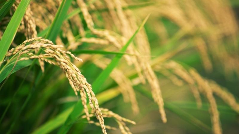 Giá lúa hôm nay 31/8