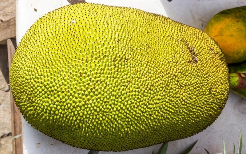 Vựa ưu tiên lấy mít cơm đỏ