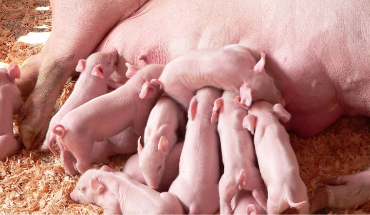 Giá heo hơi hôm nay 1/9/2022: Giảm ở nhiều tỉnh thành từ 1.000 - 3.000 đồng/kg.