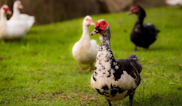 Giá gia cầm hôm nay 01/09/2022: Giá bán tương tự hôm qua