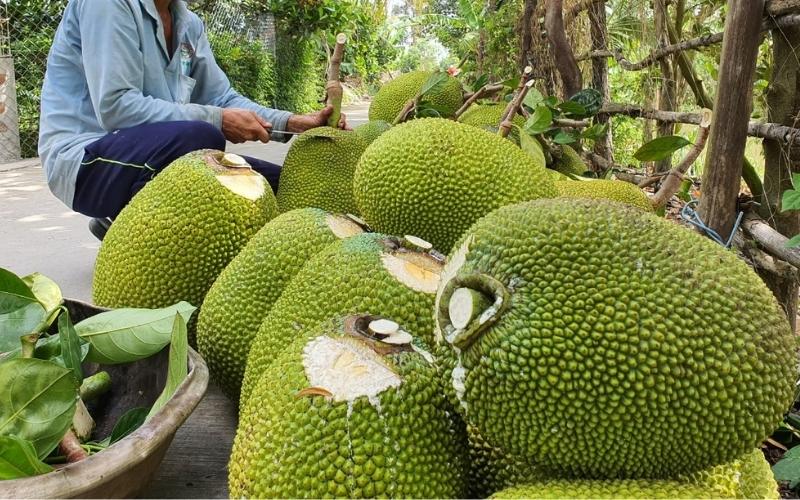 Giá mít Thái hôm nay 01/09/2022