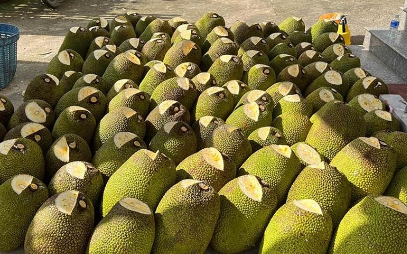 Giá mít Thái tăng giảm liên tục, khó đoán