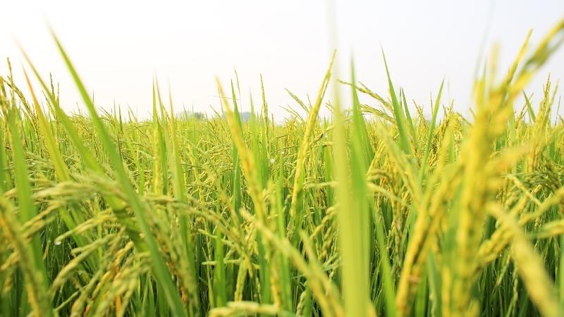 Giá lúa hôm nay 01/9