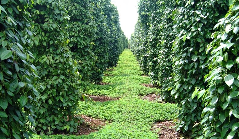 Giá tiêu hôm nay 2/9/2022: Giảm 500 đồng/kg, dao động 66.500-69.500 đồng/kg