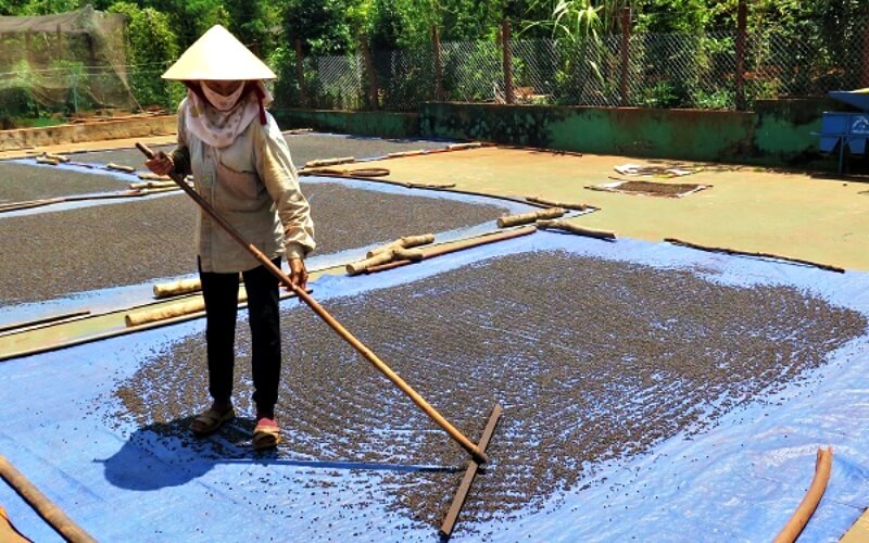 Giá tiêu hôm nay 4/9/2022 trong nước