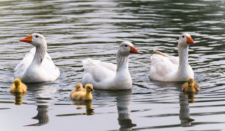 Giá gia cầm hôm nay 05/09/2022: Ổn định ngày đầu tuần