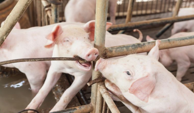 Giá heo hơi hôm nay 5/9/2022: Ổn định trên toàn quốc