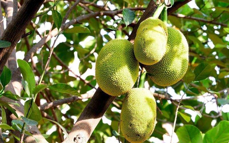 Giá mít Thái hôm nay 05/09/2022