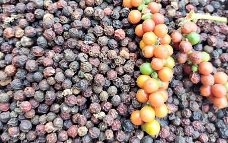 Giá tiêu hôm nay 6/9/2022 trong nước Giá tiêu hôm nay 6/9/2022 trong nước