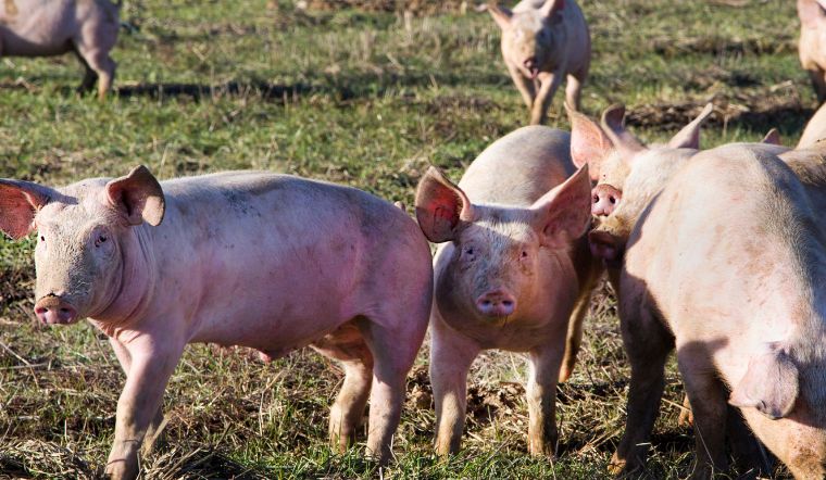 Giá heo hơi hôm nay 6/9/2022: Giảm từ 1.000 đến 4.000 đồng/kg tại nhiều nơi