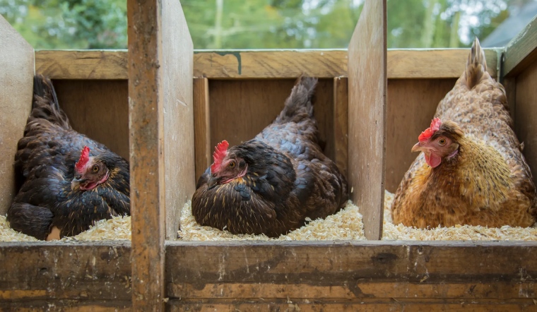 Giá gia cầm hôm nay 06/09/2022: Giá bán tiếp tục giữ nguyên