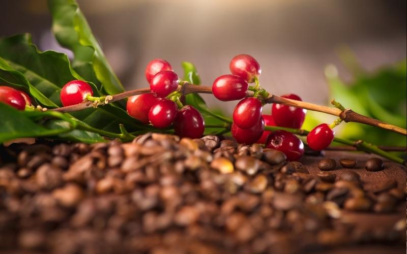 Giá cà phê Robusta giao dịch tại London