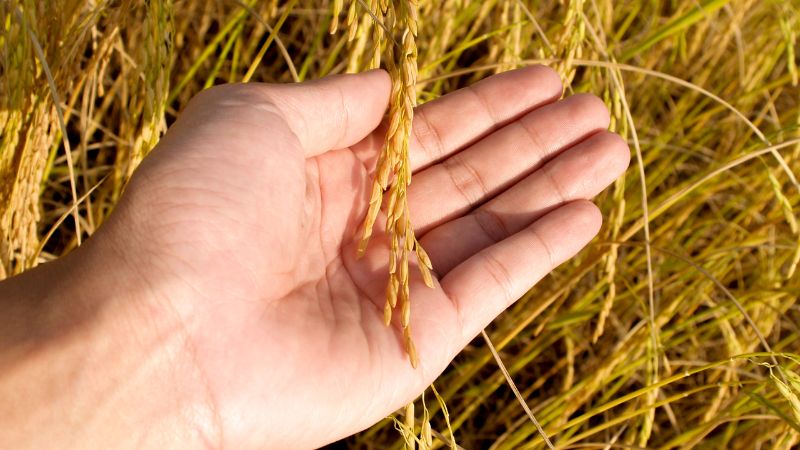 Giá lúa hôm nay 06/9 Giá lúa hôm nay 06/9