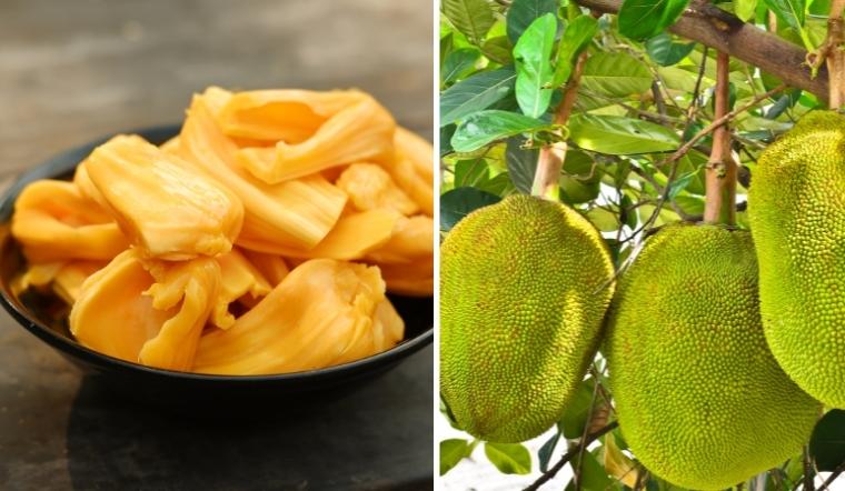 Giá mít Thái hôm nay 06/09/2022: Giá mít bất ngờ giảm 4.000đ/kg