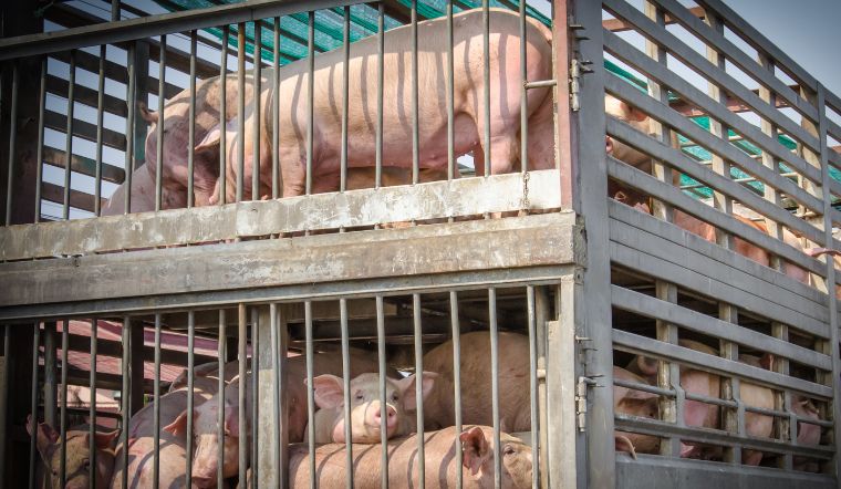 Giá heo hơi hôm nay 7/9/2022: Điều chỉnh trái chiều ở miền Bắc - Nam