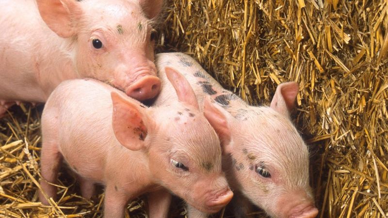 Giá heo hơi hôm nay 7/9 tại miền Trung, Tây Nguyên 