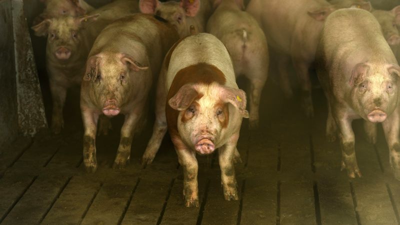 Giá heo hơi hôm nay 7/9 tại miền Nam