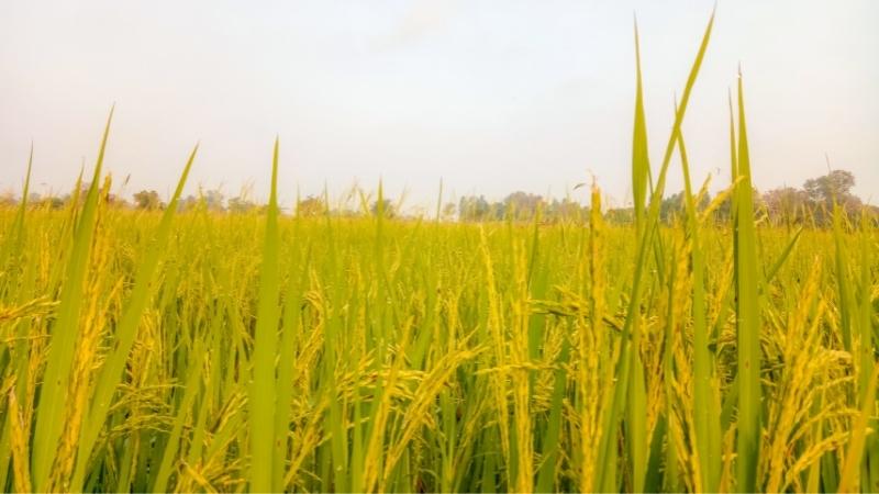 Giá lúa hôm nay 07/9 Giá lúa hôm nay 07/9