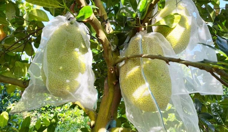 Giá mít Thái hôm nay 07/09/2022: Giá mít tương đương như hôm qua