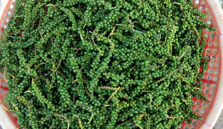Giá tiêu hôm nay 8/9/2022: Tiếp tục đi ngang, dao động 66.500-69.500 đồng/kg