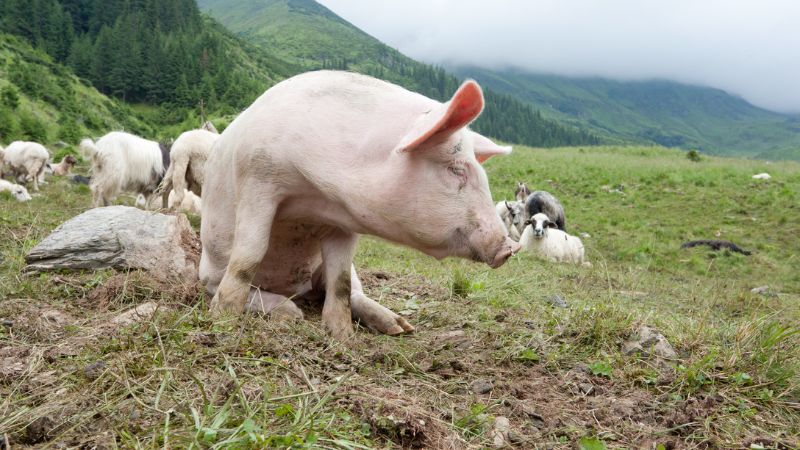 Giá heo hơi hôm nay 8/9 tại miền Nam Giá heo hơi hôm nay 8/9 tại miền Nam