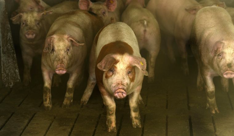 Giá heo hơi hôm nay 8/9/2022: Giảm nhẹ ở khu vực phía Nam