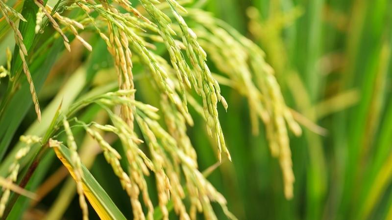 Giá lúa hôm nay 08/9 Giá lúa hôm nay 08/9