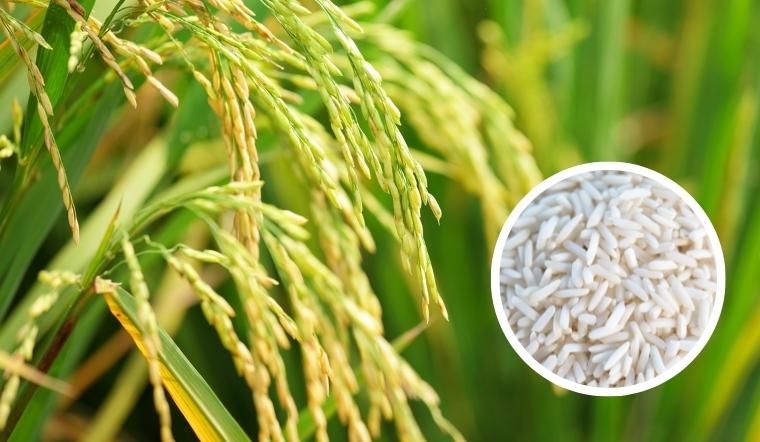 Giá lúa gạo hôm nay 08/9/2022: Lúa IR 50404 tăng 100 đồng/kg