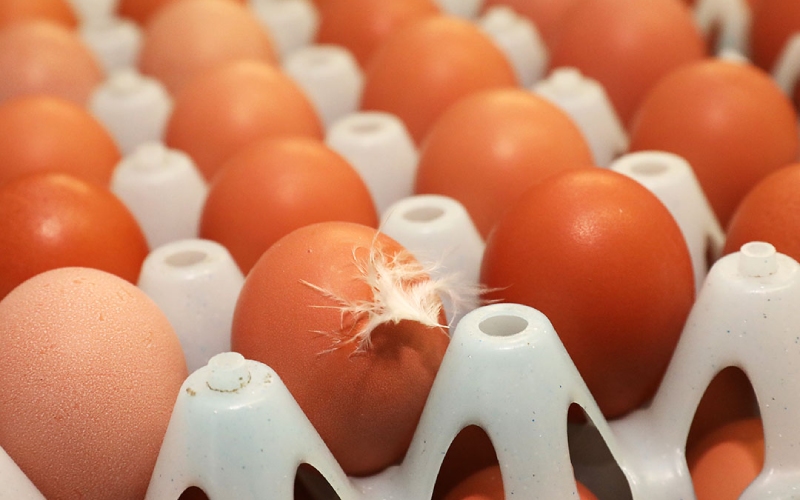 Giá trứng gà hôm nay 09/09