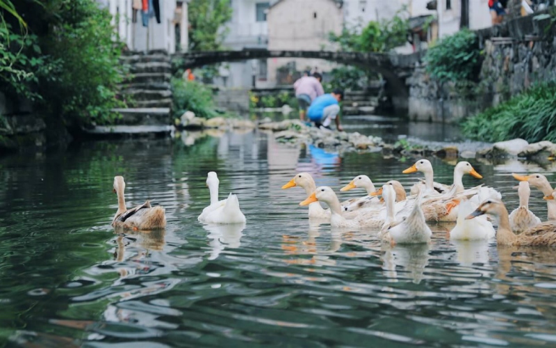 Giá vịt hôm nay 09/09