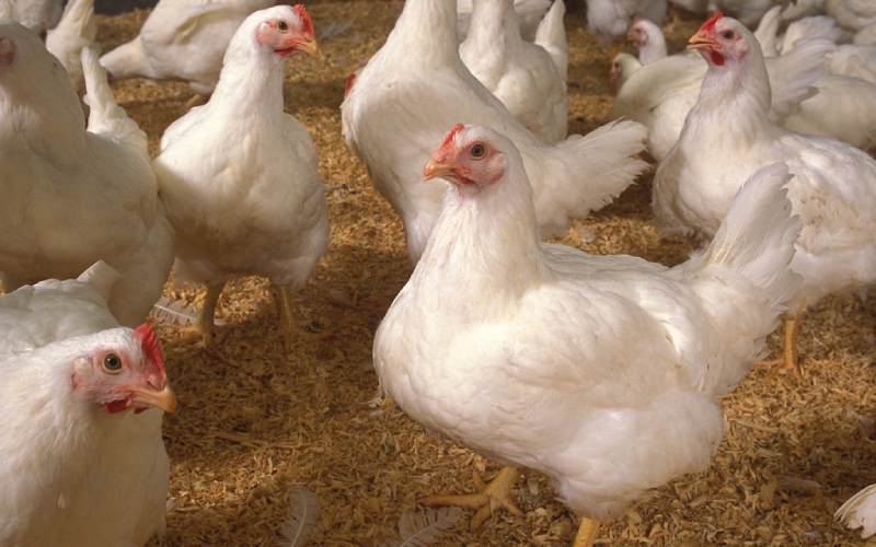 Giá gà hôm nay 09/09