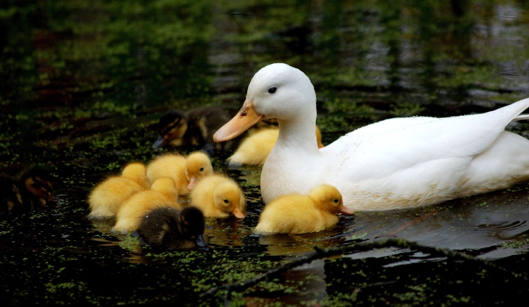 Giá gia cầm hôm nay 09/09/2022: Gà Minh Dư tại Phú Thọ tăng 3.000 VNĐ/kg