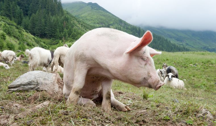 Giá heo hơi hôm nay 9/9/2022: Điều chỉnh tăng 1.000 - 2.000 đồng/kg 