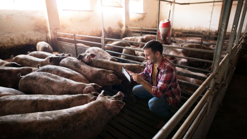 Giá heo hơi hôm nay 9/9 tại miền Nam