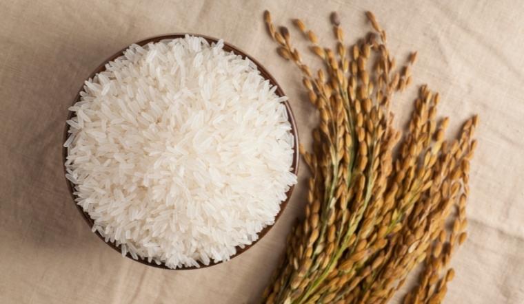 Giá lúa gạo hôm nay 09/9/2022: Lúa OM 18 tăng 50 đồng/kg