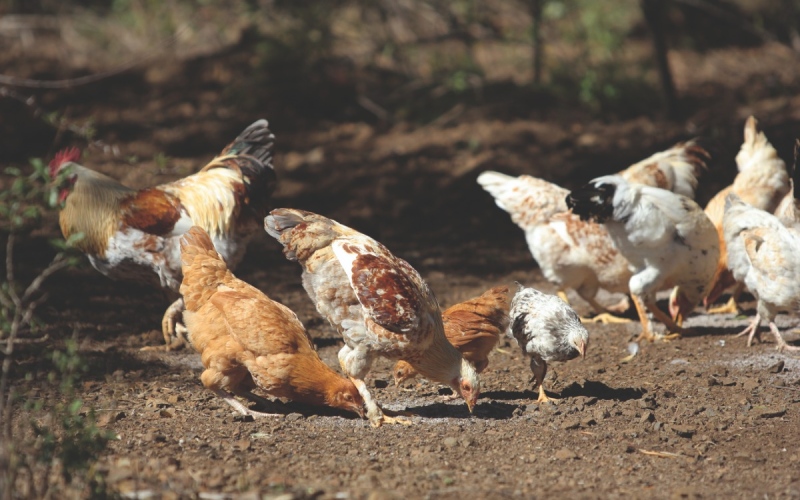 Giá gà hôm nay 10/09