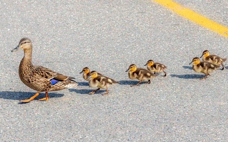 Giá vịt hôm nay 10/09