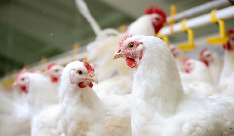 Giá gia cầm hôm nay 10/09/2022: Giá gà lại có biến động